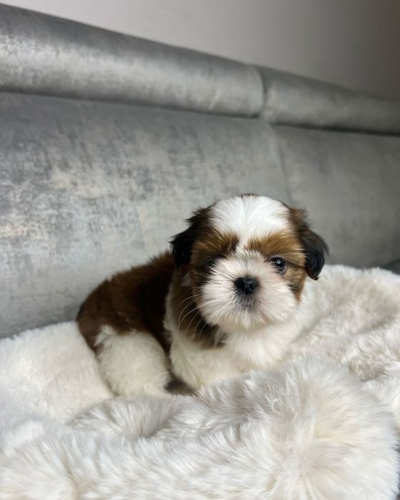 Shih Tzu mascul disponibil