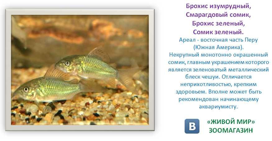 Чистельшик дна Коридорас изумрудный или зелёный сомик