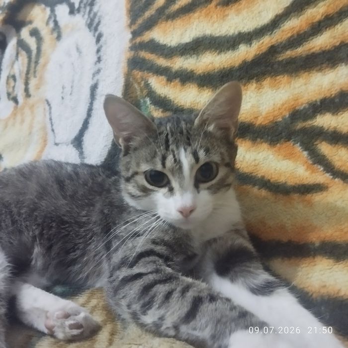 Отдадим кошечку в добрые ручки