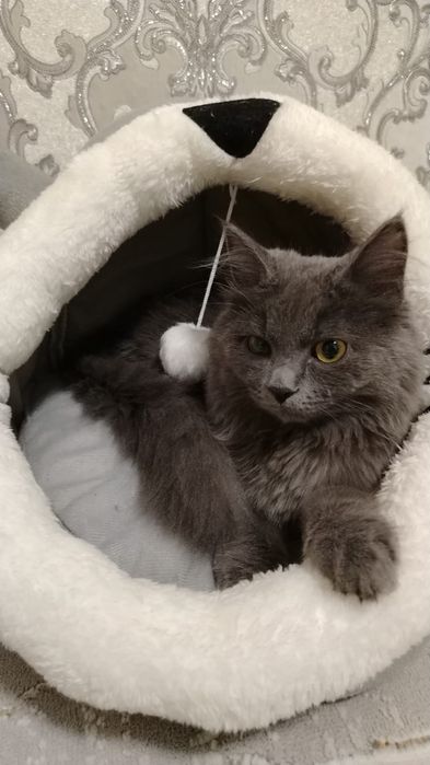 Отдам кошечку в хорошие руки