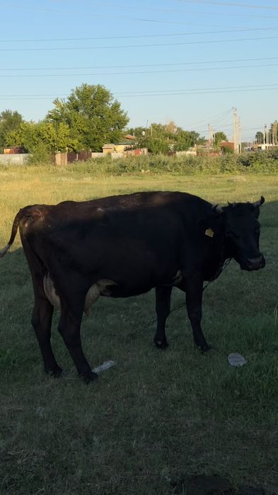 Продам дойную корову