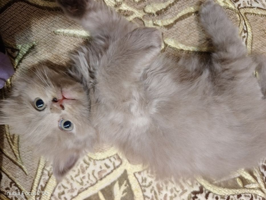 Продам котенка девочка  шотландка