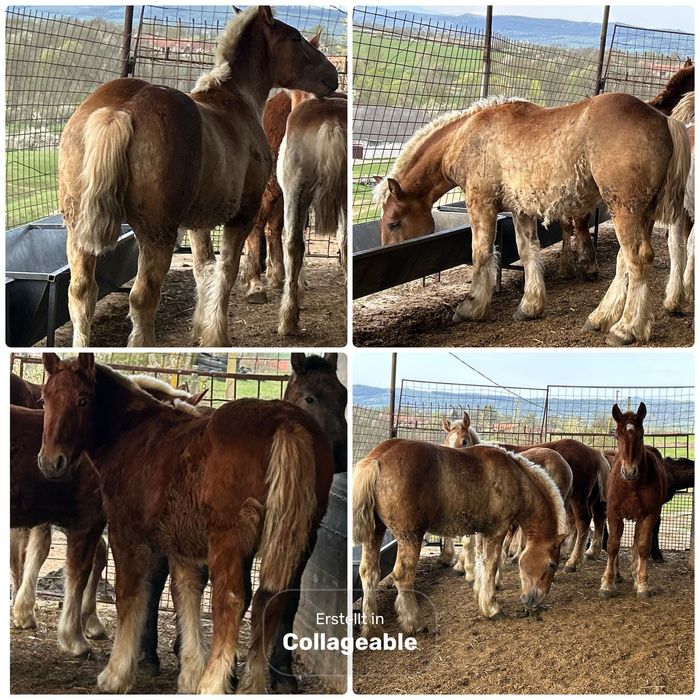 Manji de vanzare 7 Bucăți