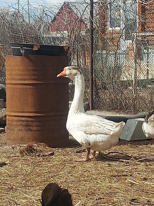 Продам гуся, самец 1 год