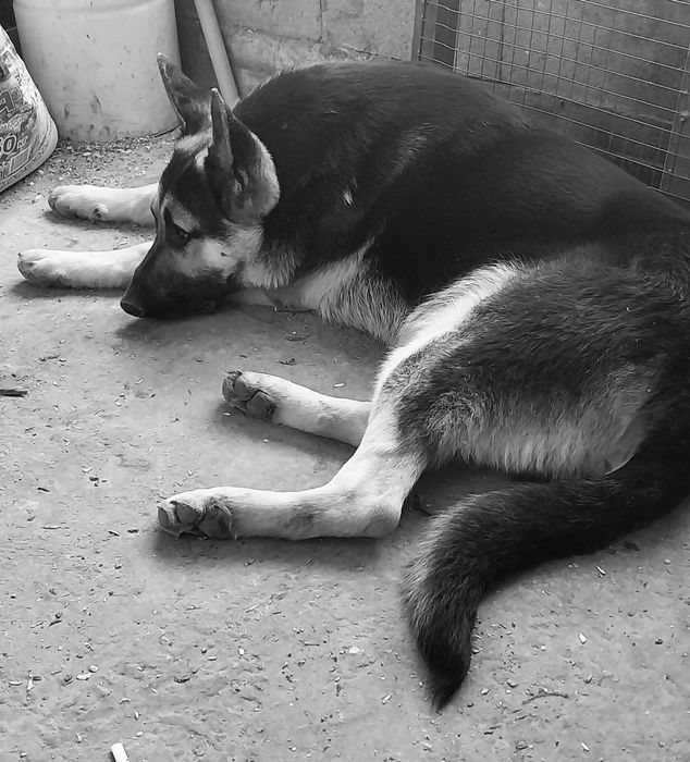 Вязка ВЕО без документов