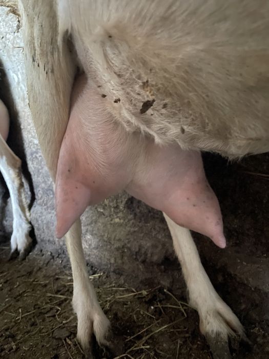 Vând țap și ieduță Saanen – fătați în martie