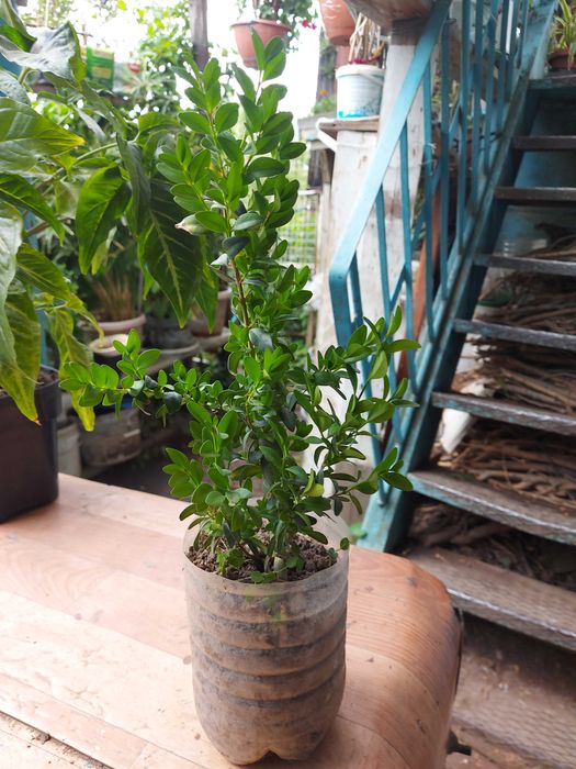 Самшиты  подростки