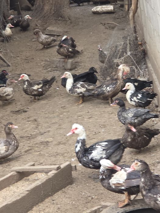 Продам Индоуток домашние