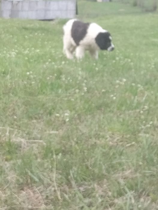Ciobanesc de Bucovina femela