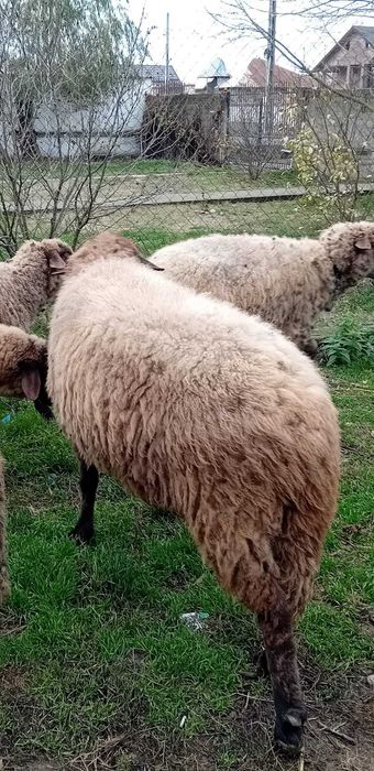 Vind Berbec rasa Carabaș