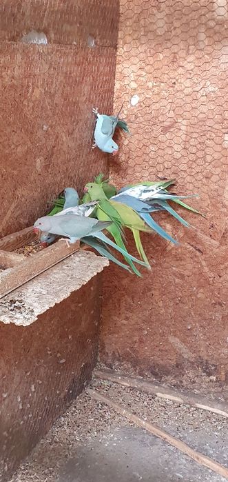 Vând micul alexandru