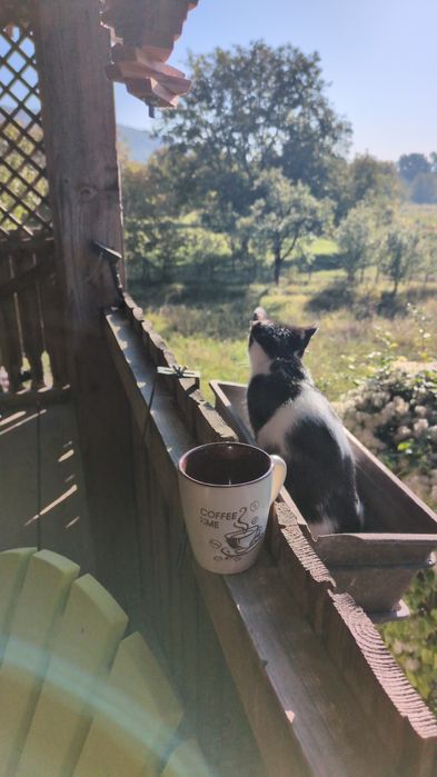 Pet sitter pet walker,Foster doar pt judet Vrancea,cazare pisici ,cățe