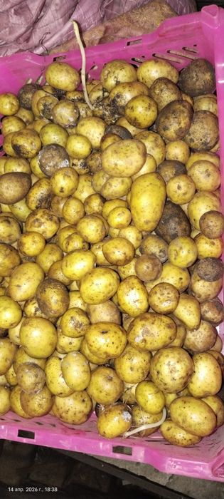 Семенной картофель жолтый