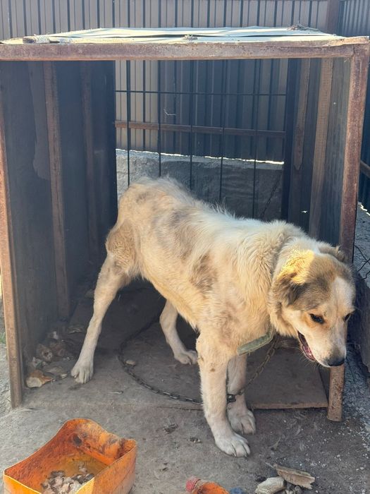 Продам Алабай девочка