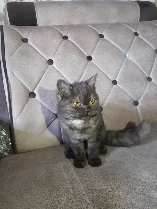 Мушук-киз бола 5 ойлик