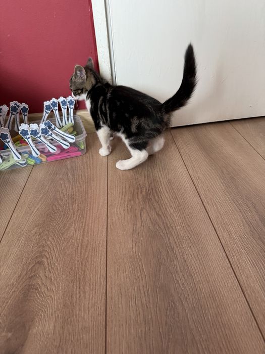 Подарявам коте/котета - мъжко и женско