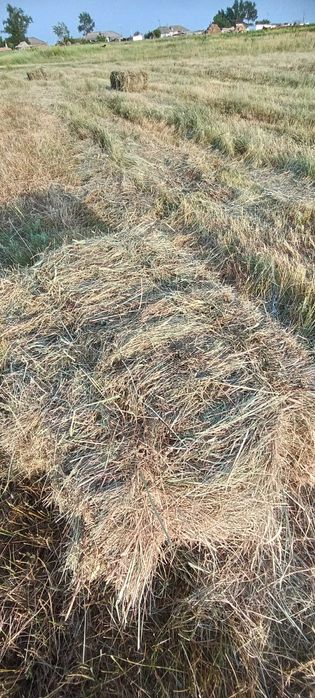 Продам сено зелёное