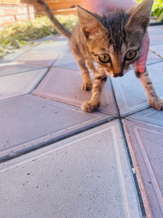 отдам котят в добрые руки