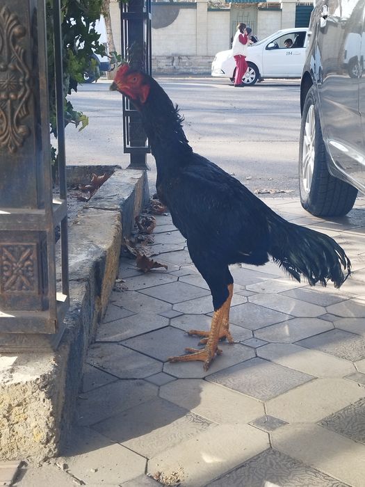 Жужа дакан хороз