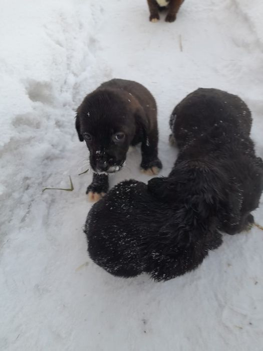 Отдам щенят в хорошие руки