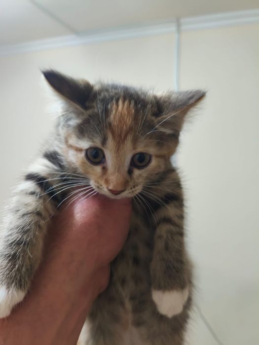 Котята,бесплатно
