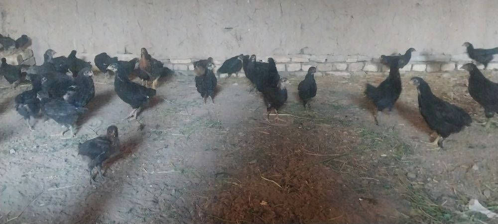 Кора шахзода жужалари