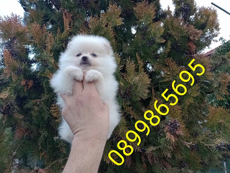 Момиченце. Померан!