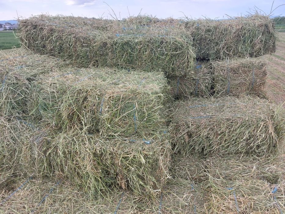 Vand baloti de lucerna