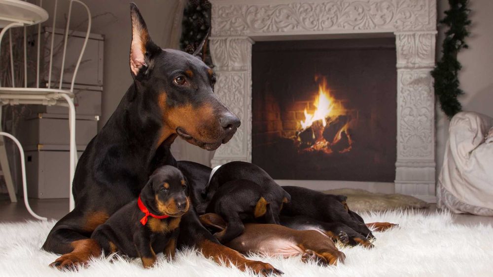 Доберманы от лучшего питомника элиты Евразии - зайдите и убедитесь