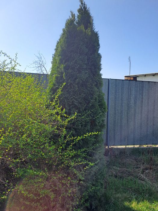 Продаю туи,можжевельники