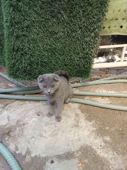Продается котенок породы вислоухий цена договорная
