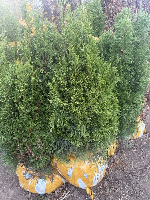 Кустарники, деревья, газон