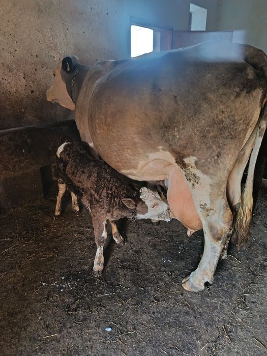 Vaca Bălțata Romaneasca