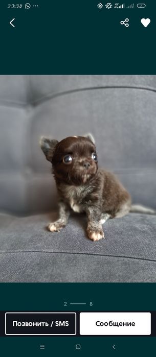 Продам мини чихуахуа