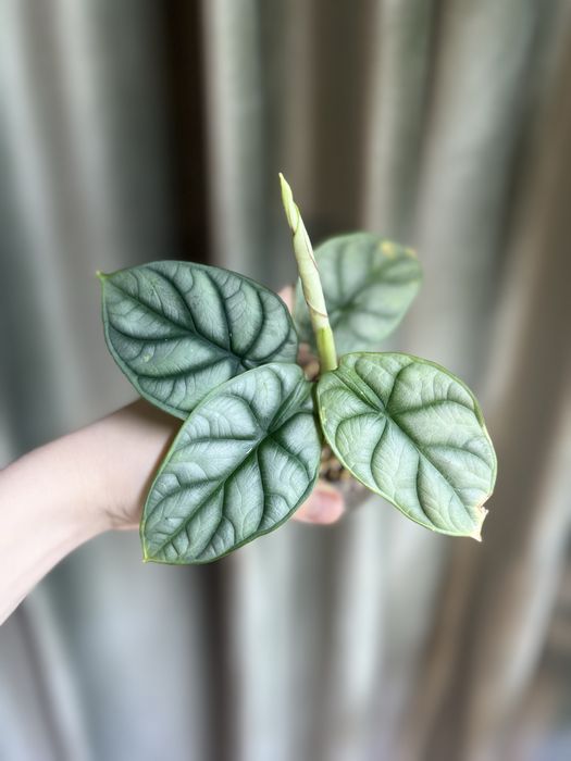 Алоказия Серебряный дракон