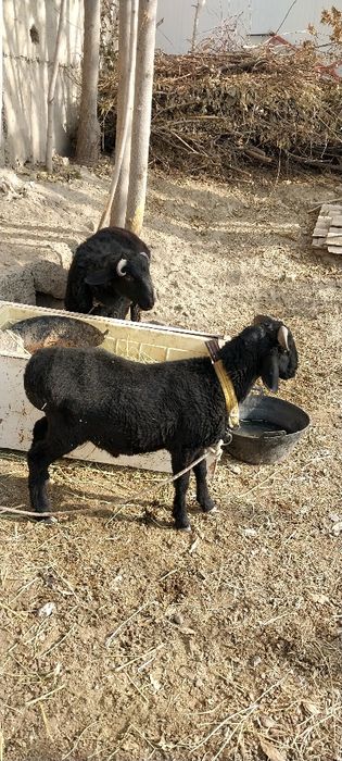 Semiz ulovlari sotuvda