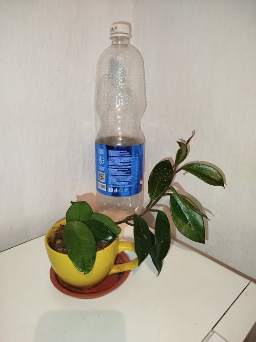 Каланхоэ цветущий