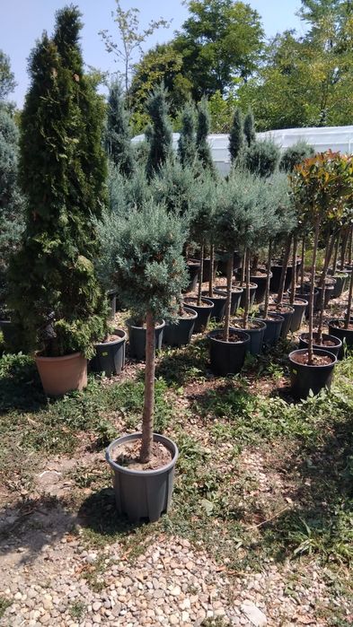 Diferite specii de plante laghiveci sau direct din pamant