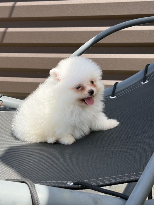 Pomeranian mini toy