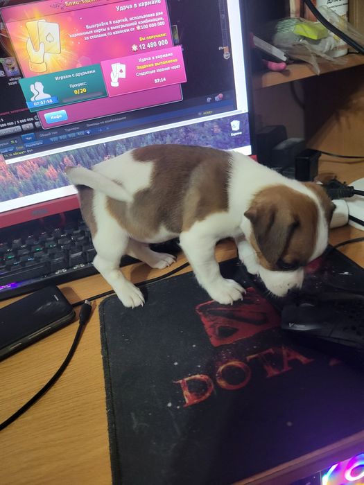 Джек рассел терьер