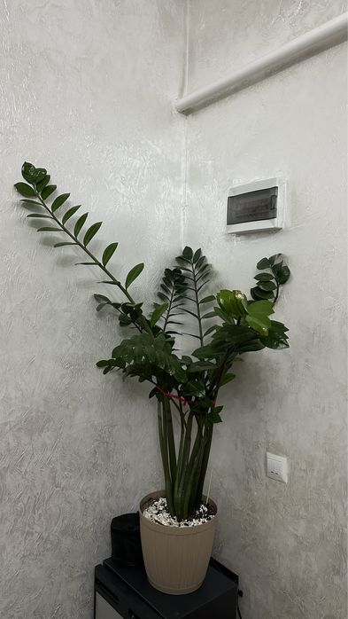 Замиокулькас долларовое дерево- крупный, ухоженный, эффектный