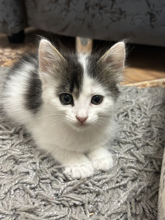 Отдам котенка в добрые руки