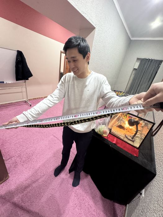 Продам змею (питон)