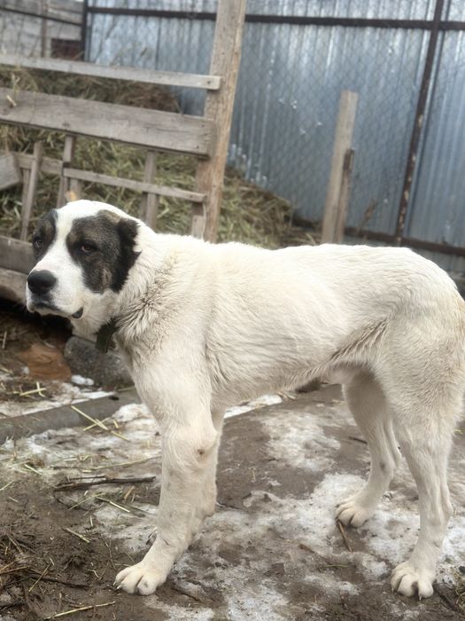 САО АЛАБАЙ 2 жасар  60