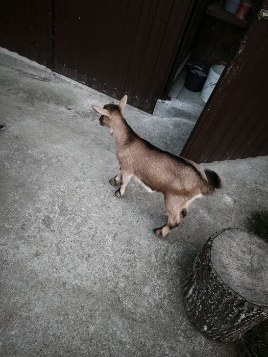 Capra și 2 ieduțe alpine de vanzare