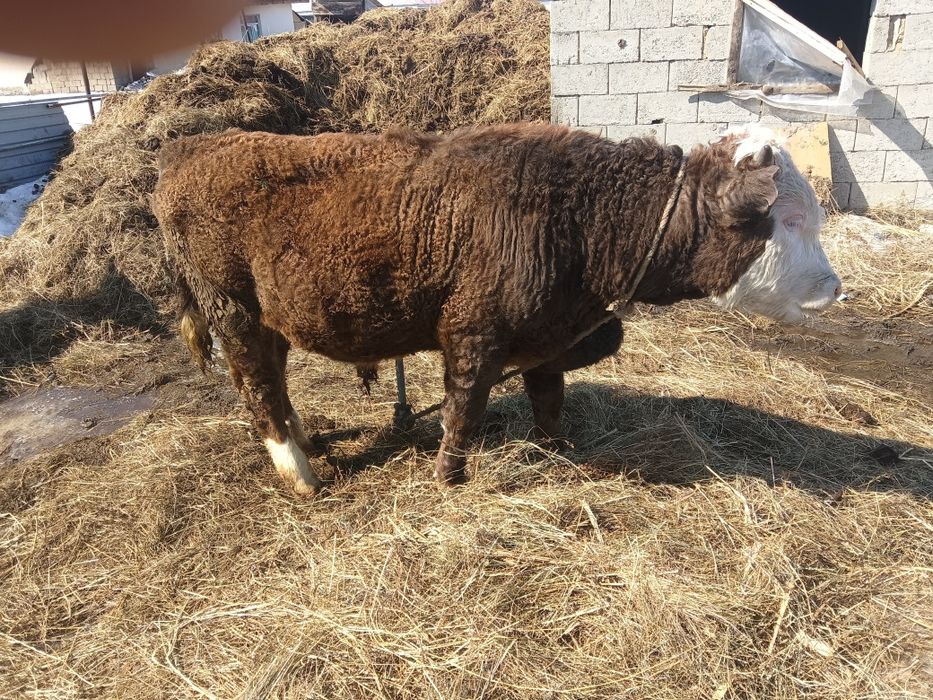 бчок бұқа бір жас