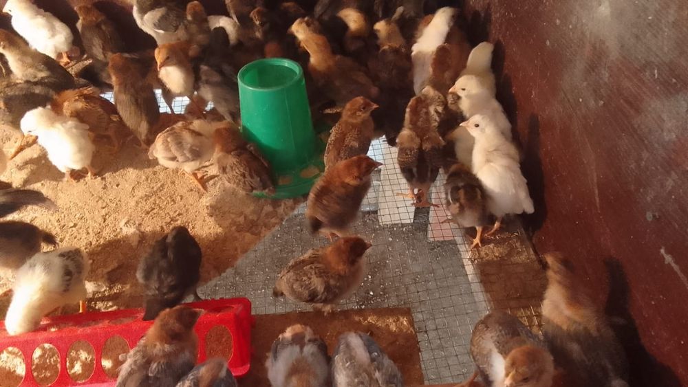 Продам домашних цыплят