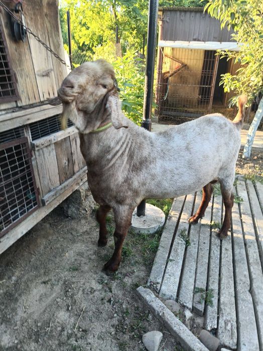 Vând  doi Țapi Anglonubieni , vârsta 2 ani,preț 2400 lei