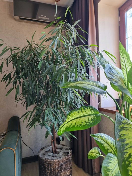 Продам Фикус Али 2.20 м