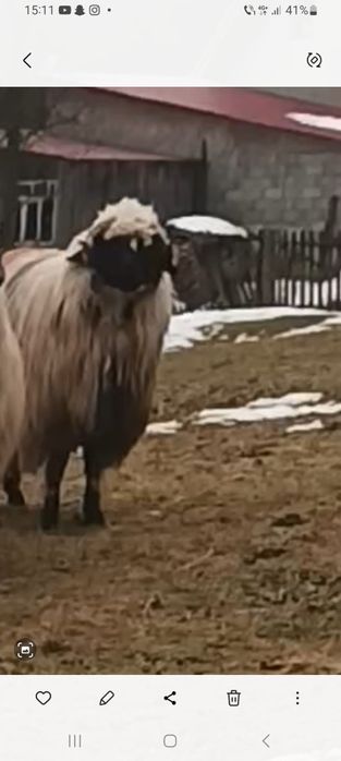 Oi tinere disponibile